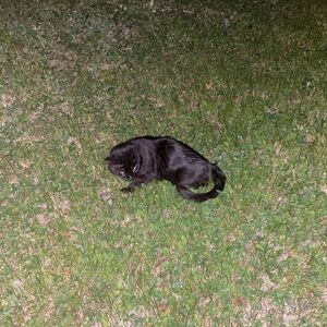 Meet your Posher, Alexandre